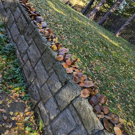 Villa W Lesie Z Widokiem Na Jezioro I Gory Oraz Prywatnym Basenem, Sauna, Kominkiem, Lasem I Ogrodem *